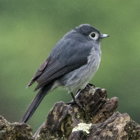 White-eyed Slaty-Flycatcher